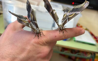 Tallers d’artròpodes i de formigues
